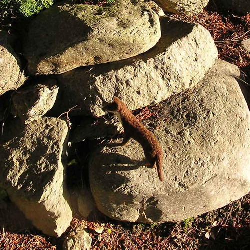 Lasice kolčava — foto 2