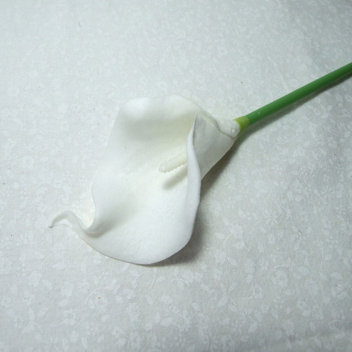 Kala bílá — foto 2