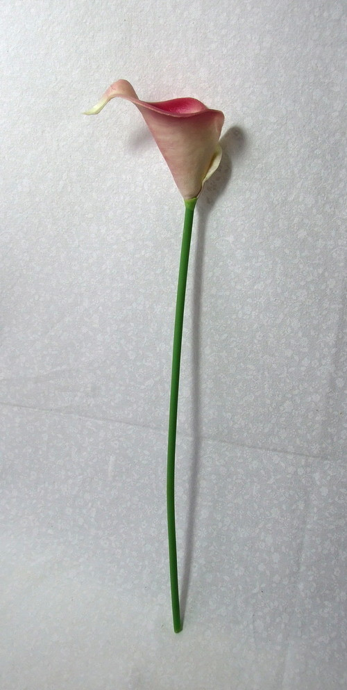 Kala růžová — foto 2