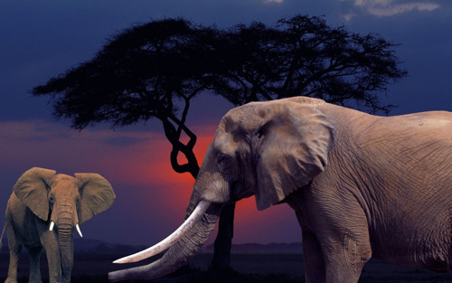 Out of Afrika — foto 6