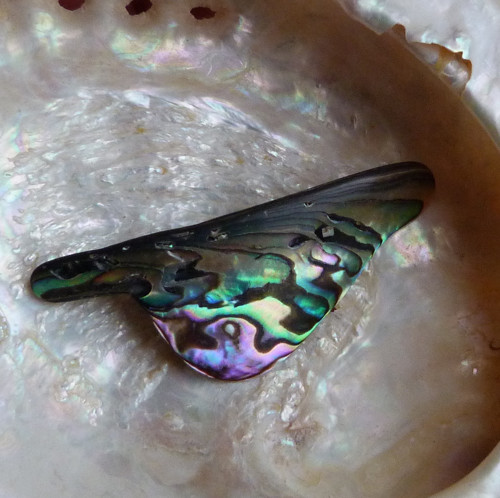 Perleť Paua - 5,3 x 2 x 0,4 cm — foto 5
