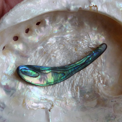 Perleť Paua - 5,8 x 1,2 x 0,3 cm — foto 4