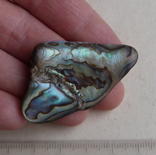 Perleť Paua - 4,8 x 2,8 x 0,5 cm — foto 2