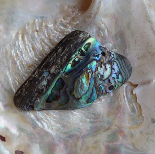 Perleť Paua - 4,8 x 2,8 x 0,5 cm — foto 4