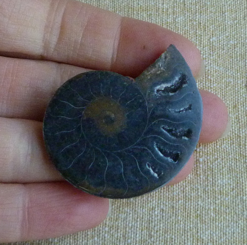 Amonit — foto 2