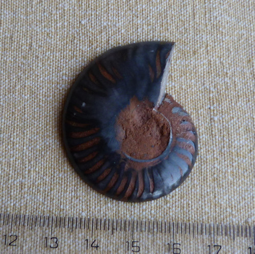 Amonit — foto 4