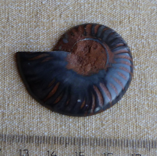 Amonit — foto 5