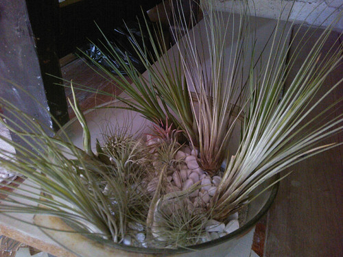 Modrá velryba — foto 3