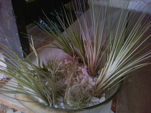 Modrá velryba — foto 2