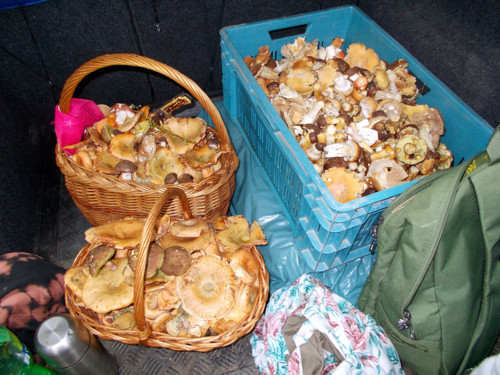 Houbová směs v octě; 260 gramů — foto 2