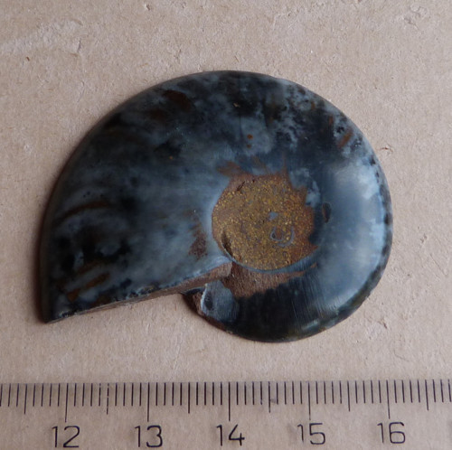 Amonit — foto 3