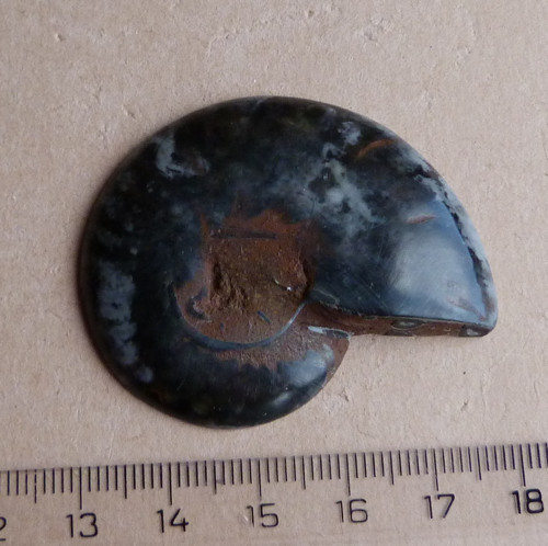 Amonit — foto 5