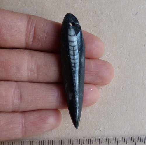 Orthoceras — foto 2