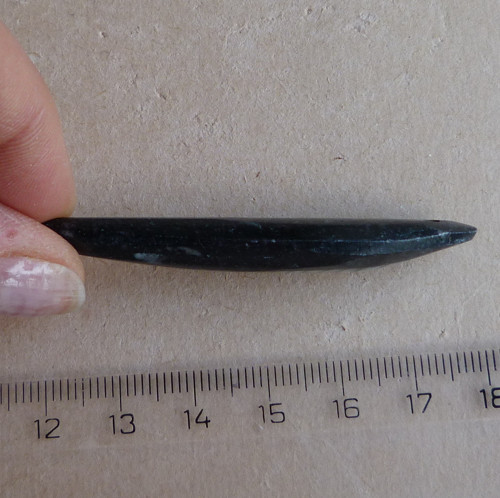 Orthoceras — foto 3