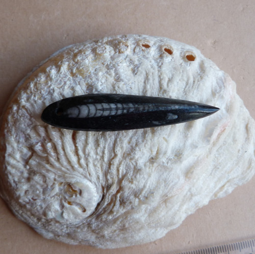 Orthoceras — foto 5