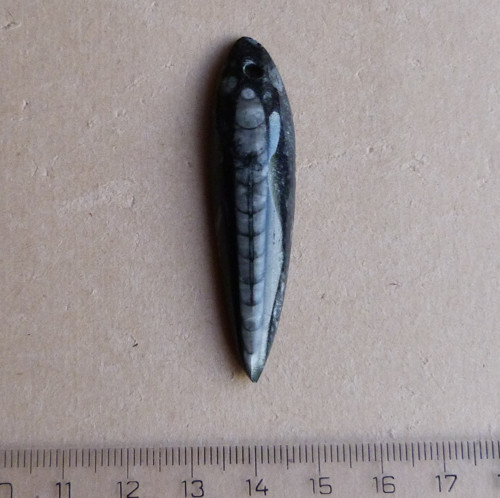 Orthoceras — foto 2