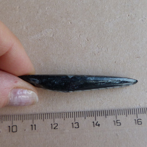Orthoceras — foto 4
