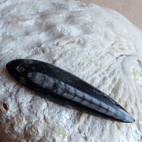 Orthoceras — foto 5