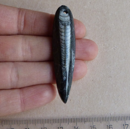 Orthoceras — foto 2