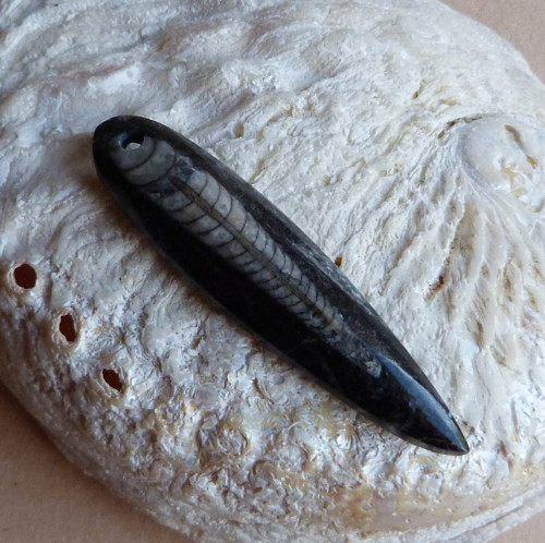 Orthoceras — foto 4