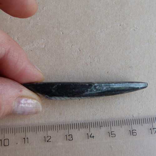 Orthoceras — foto 5