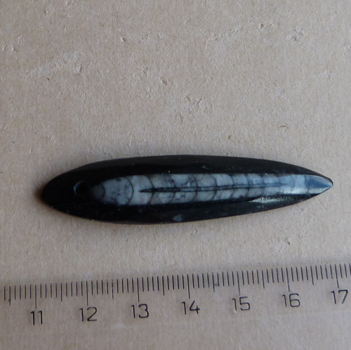 Orthoceras — foto 2