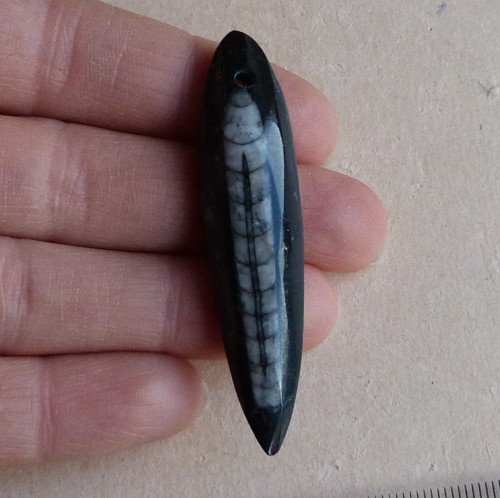 Orthoceras — foto 4