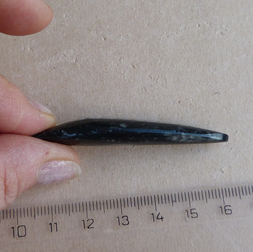 Orthoceras — foto 5