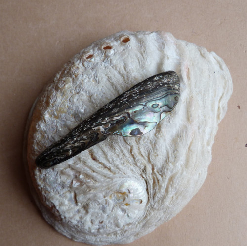 Perleť Paua, 7 x 1,9 x 1 cm — foto 2