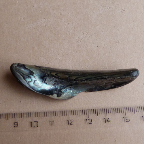 Perleť Paua, 7 x 1,9 x 1 cm — foto 4