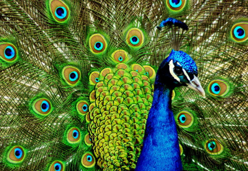 Náhrdelník PEACOCK II — foto 3