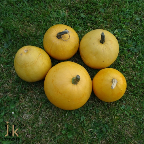 Tykev okrasná — foto 2