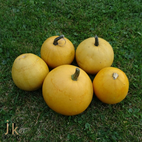 Tykev okrasná — foto 3
