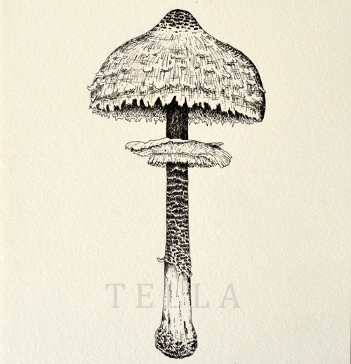Bedla — foto 3