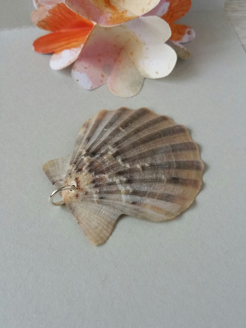 Mušle béžová velká — foto 2