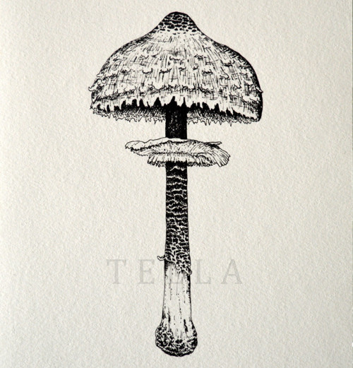 Bedla — foto 3