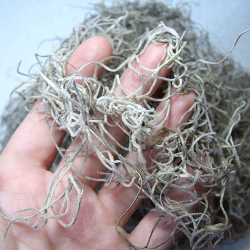 Sušená Tillandsia 50 g — foto 2
