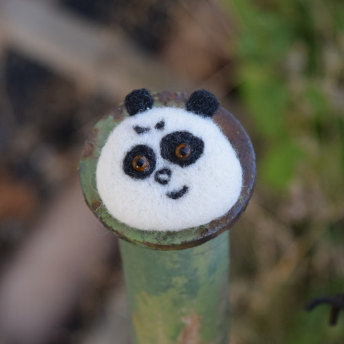 Panda hnědoočko — foto 5