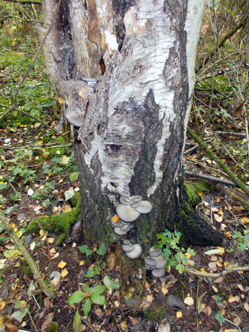 Houby v octě; václavky a hlíva — foto 3