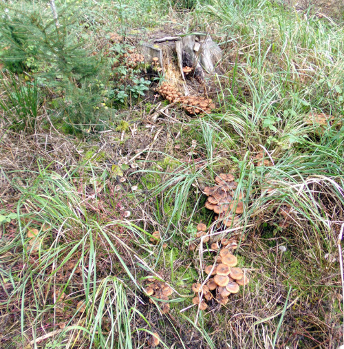 Houby v octě; václavky a hlíva — foto 4