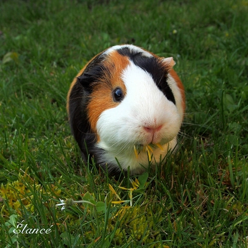 Ginny II — foto 3