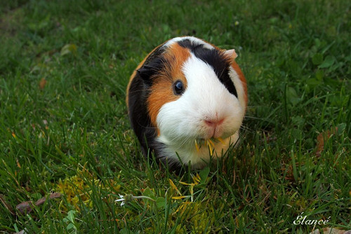 Ginny II — foto 4