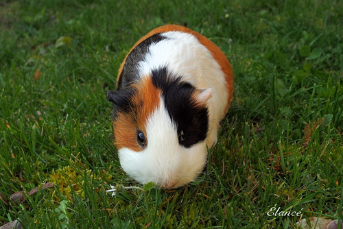 Ginny I — foto 2
