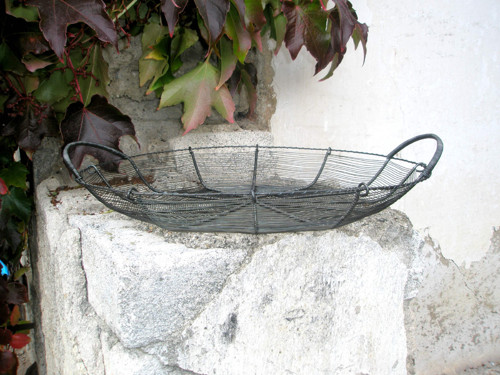 Ušatá ošatka II. — foto 2