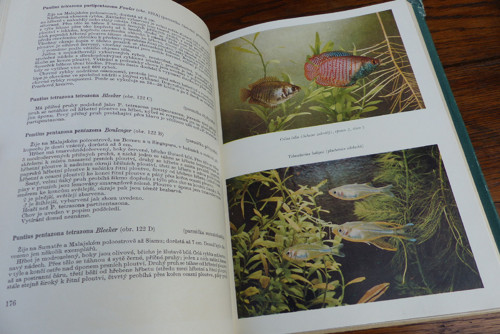 Akvaristika, G. Sterba, 1960 — foto 4