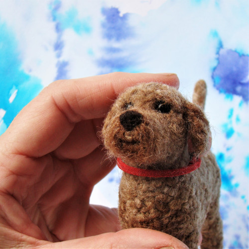 Sissi - Lagotto Romagnolo — foto 6