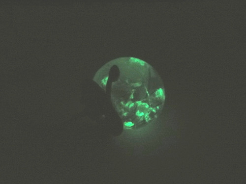 Luminka květinka — foto 4
