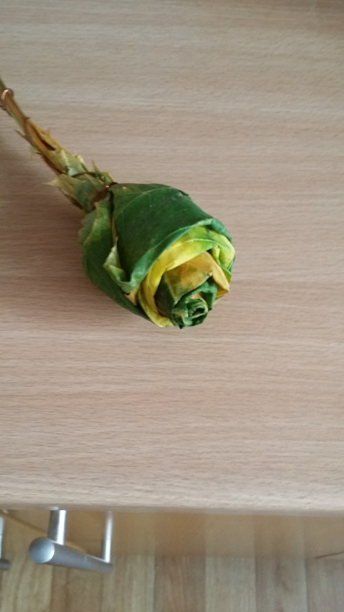Růžičky — foto 2