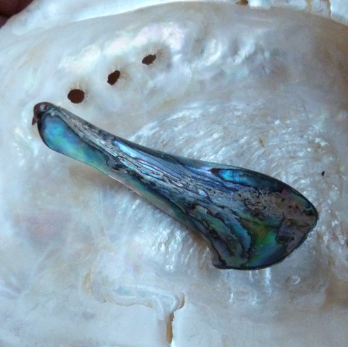 Perleť Paua - 5,5 x 2,2 x 0,5 cm — foto 6