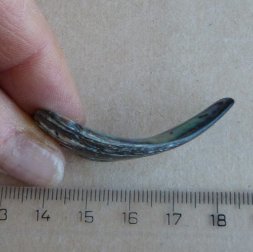 Perleť Paua - 4,7 x 2,2 x 0,4 cm — foto 4